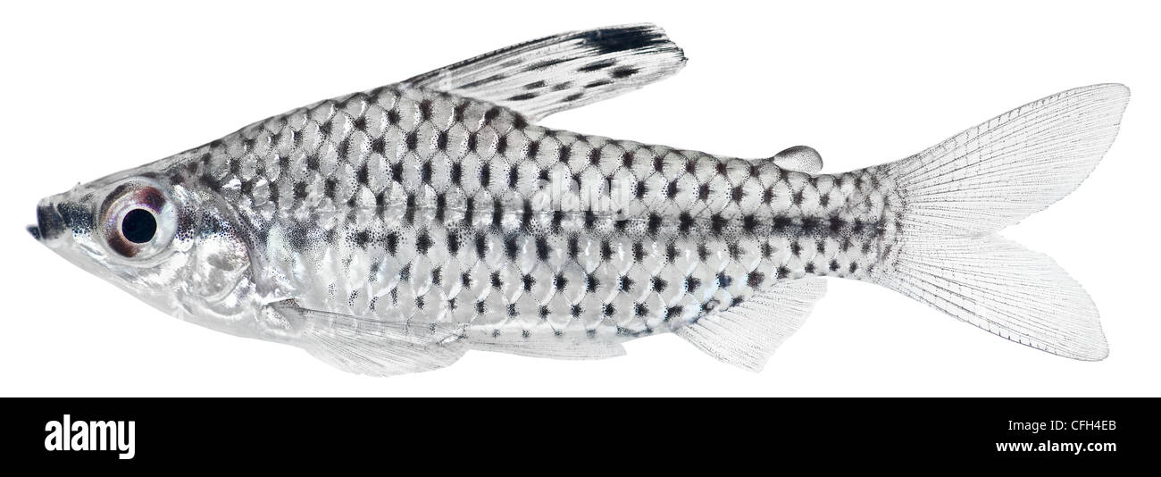 Spotted Headstander fish isolated in white background. Chilodus punctatus. Stock Photo
