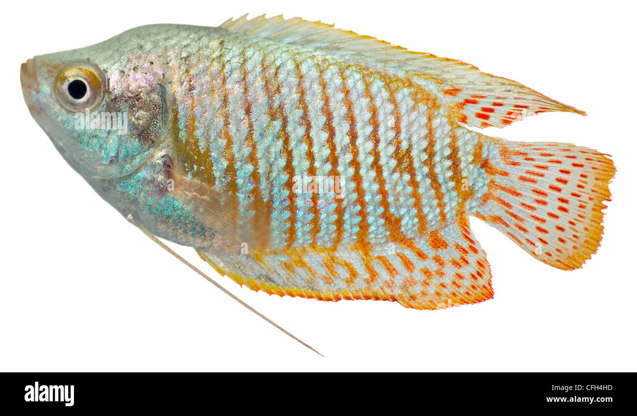 Dwarf Gourami fish isolated in white background Stock Photo