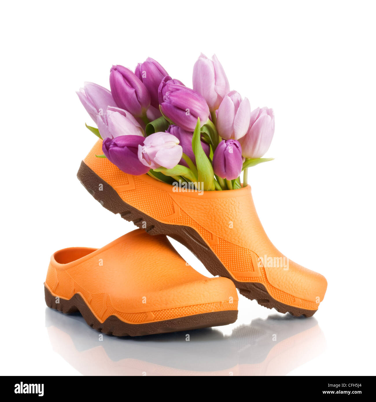Rubber garden clogs with purple tulips on white background Stock Photo