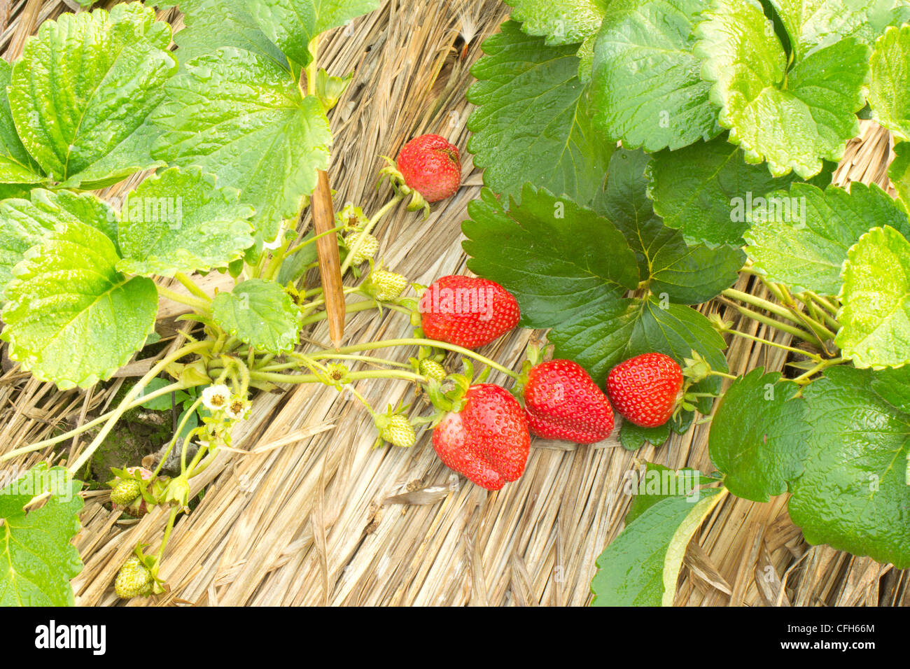 Fresh organic strawberries Stock Photo - Alamy