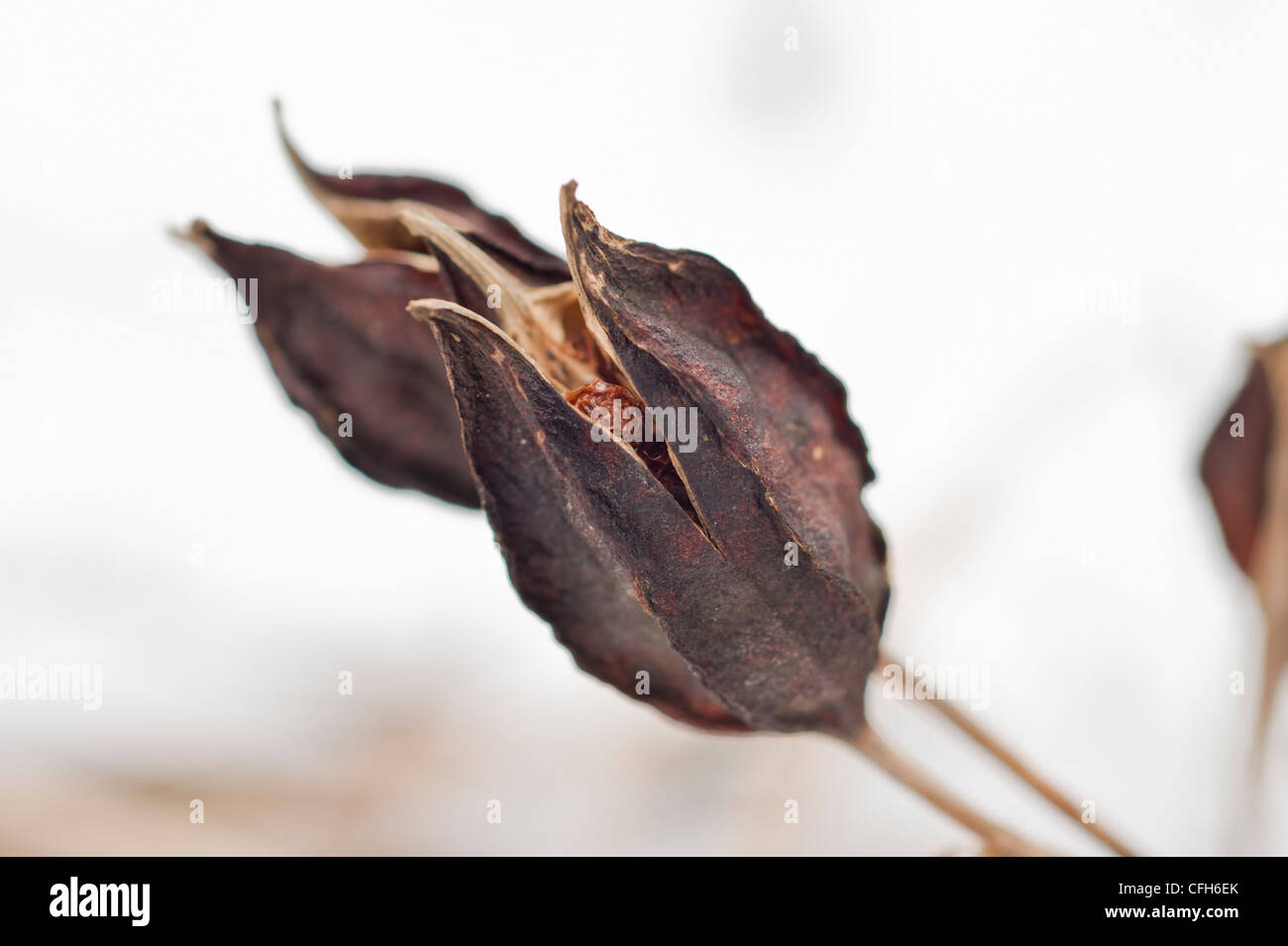 Iris Seeds in winter Stock Photo