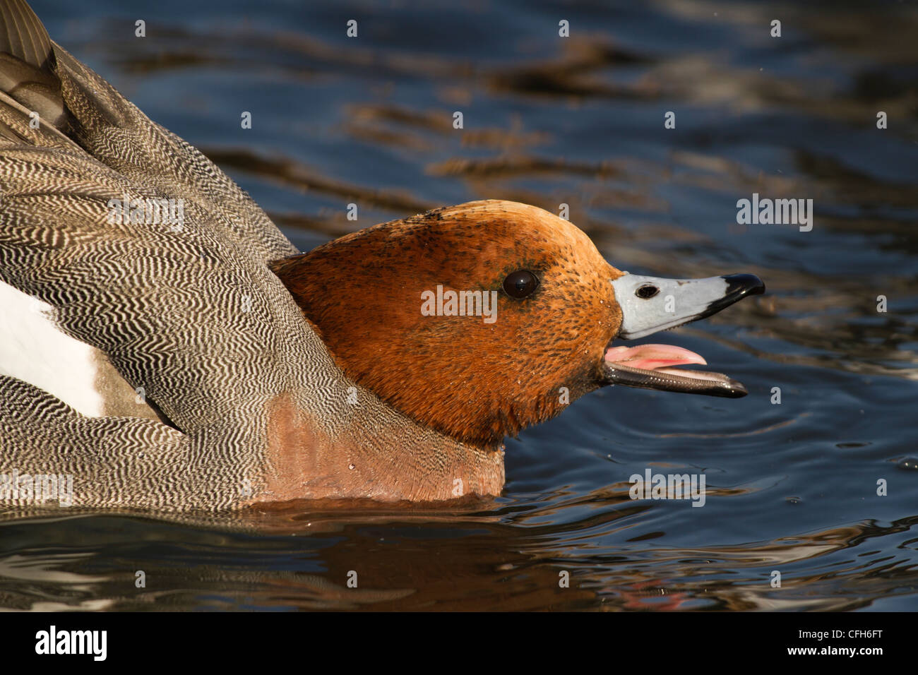 A male Wigeon calling at the WWT nature reserve in Barnes, London Stock Photo