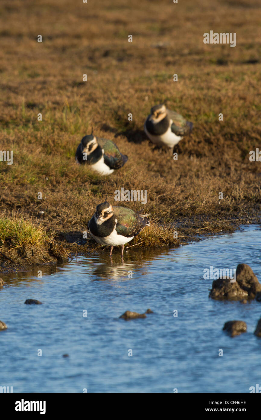 A trio of Lapwing, taken at the Kent Wildlife Trust reserve on the Oare marshes Stock Photo