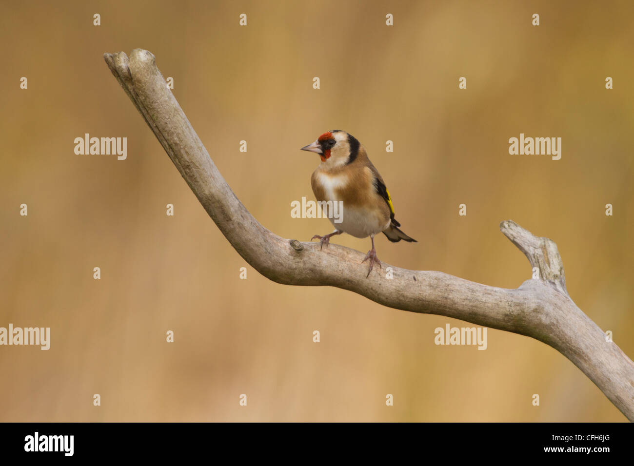 A Goldfinch perched near some feeders in the wooded area of the Rainham RSPB reserve. Stock Photo