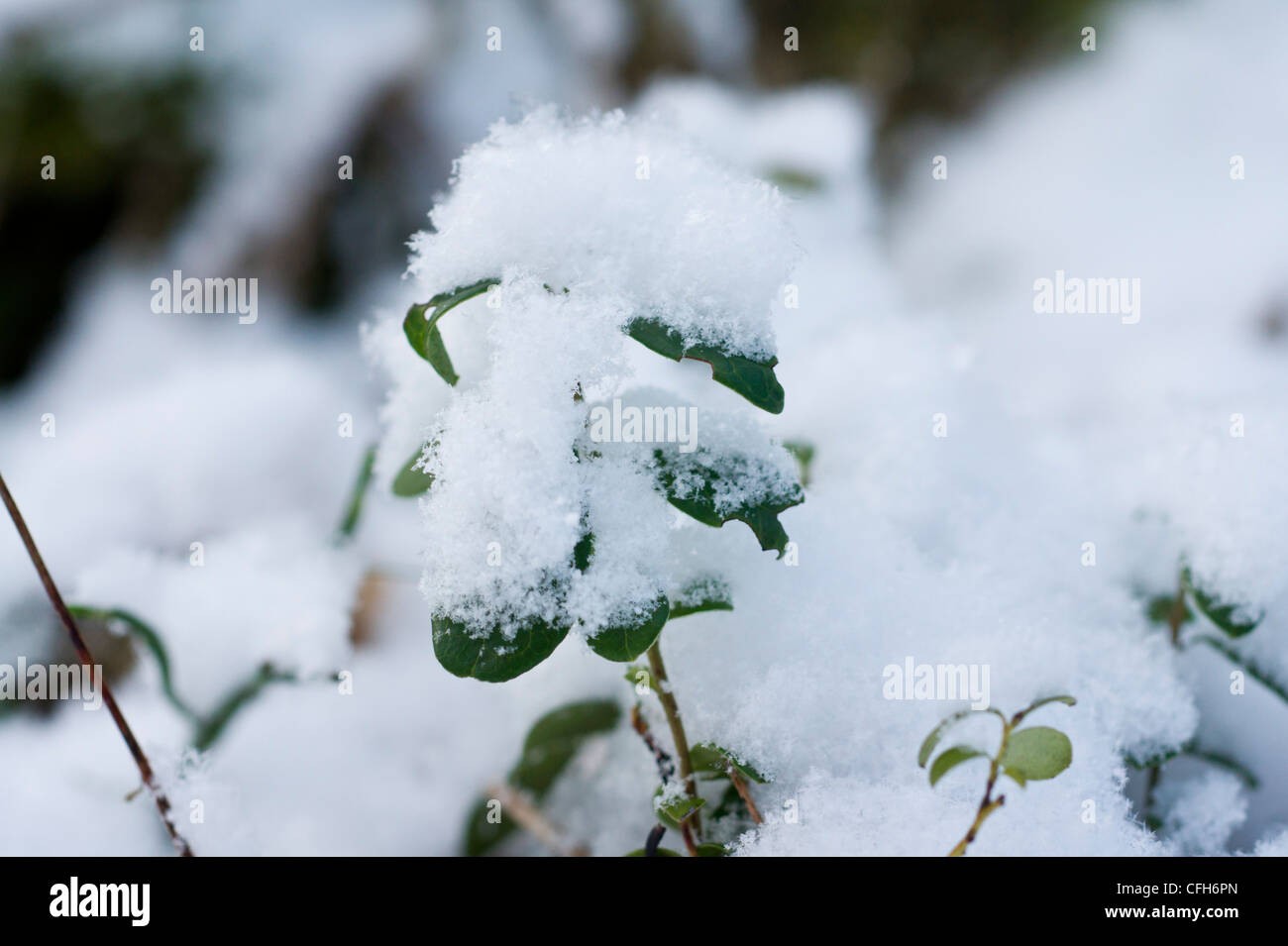 lingonberry or cowberryplants covered in snow in Ruissalo, Turku, Finland Stock Photo