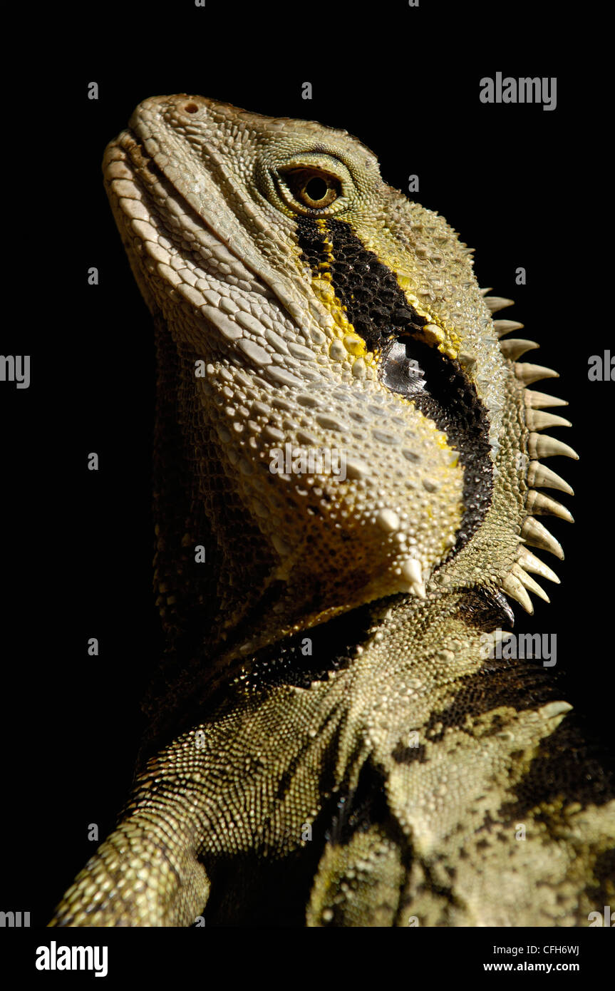 Eastern Water Dragon, Queensland, Australia Stock Photo Alamy