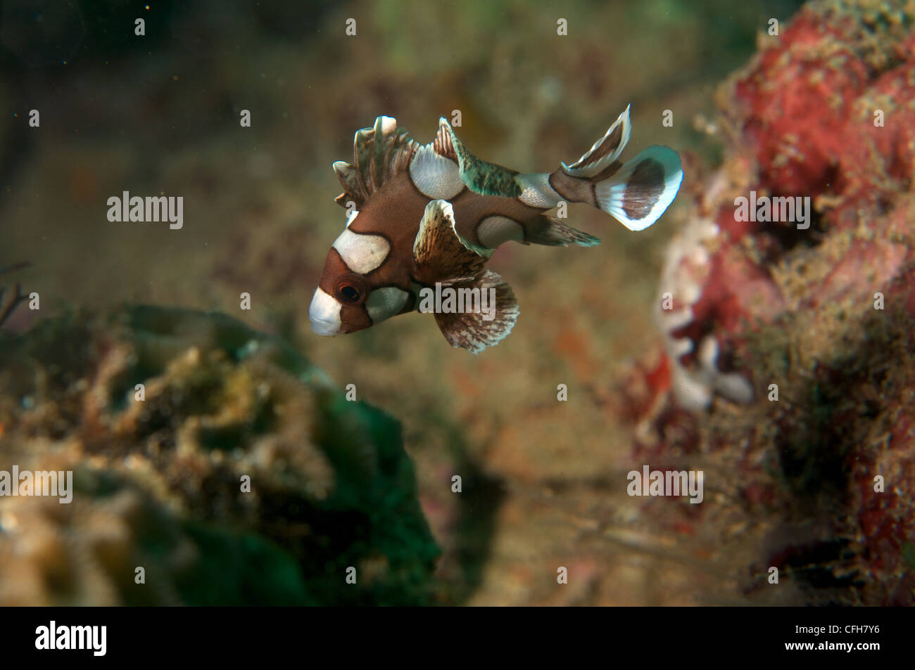 Harlequin Sweetlips main image 1