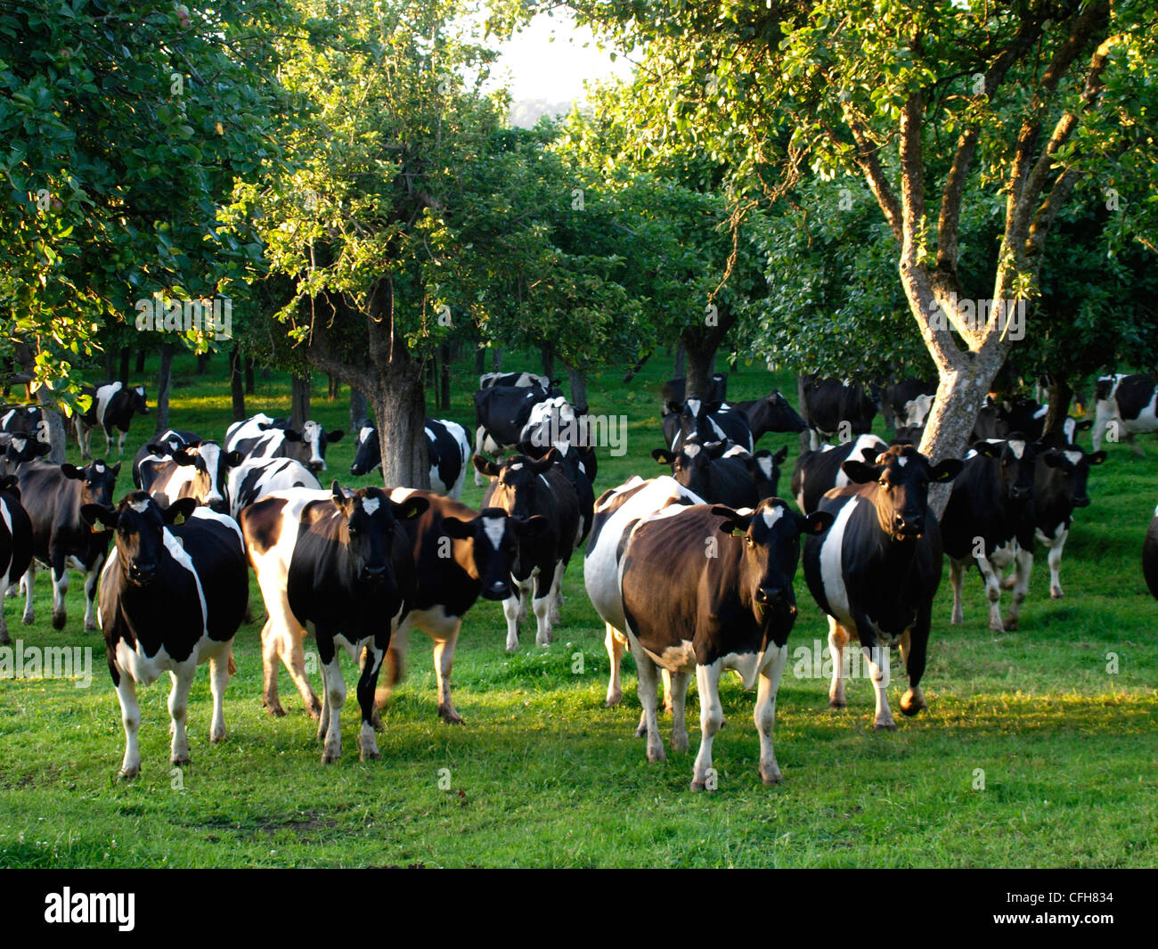 Cows grazing under trees in an orchard, Somerset, UK Stock Photo Alamy