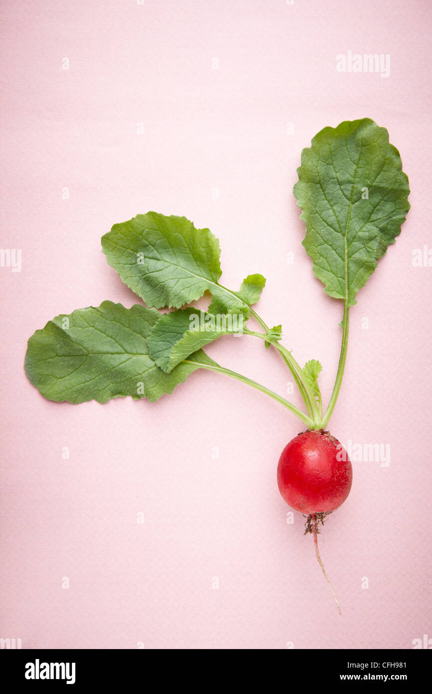 The red turnip and green leaves with the pink background Stock Photo