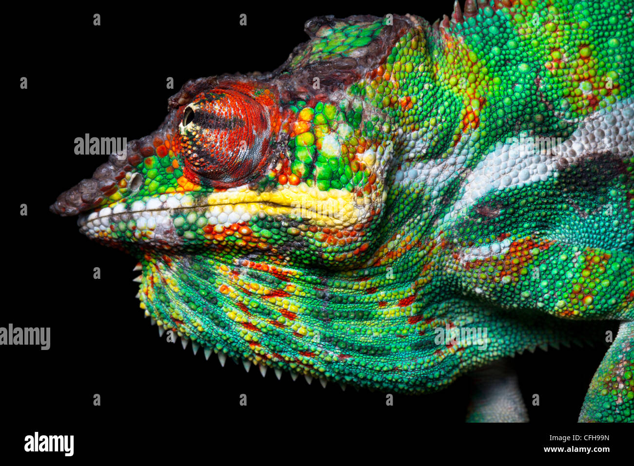 Panther chameleon male in threat display, Madagascar Stock Photo - Alamy