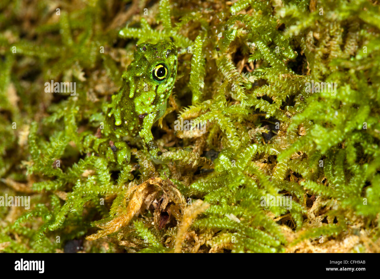 Platypelis grandis juvenile frog camouflaged against moss. Masoala Peninsula National Park, Madagascar Stock Photo