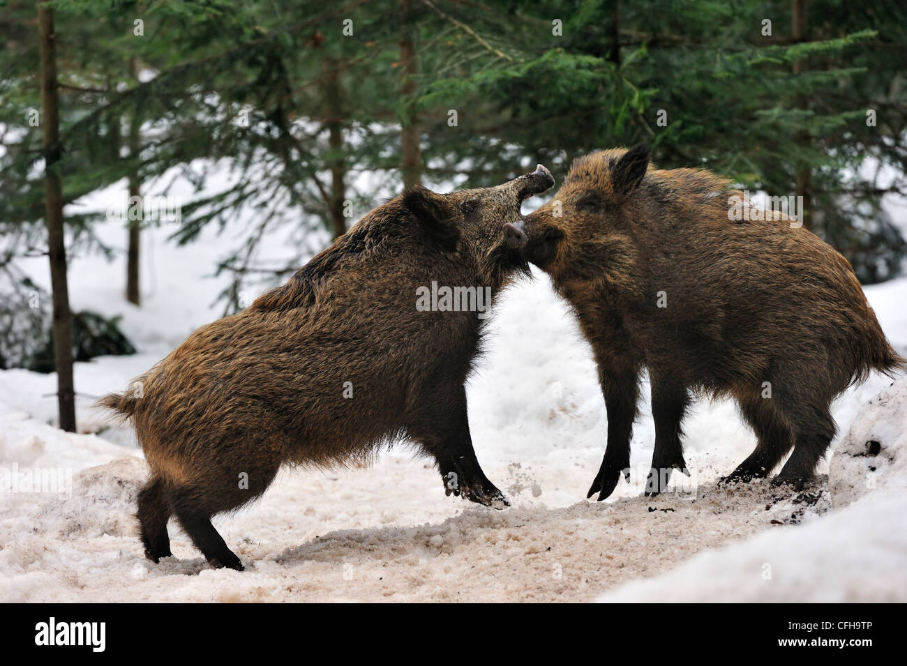 Two aggressive wild boars (Sus scrofa) in pine forest in the snow in winter fighting vigorously by slashing and biting Stock Photo