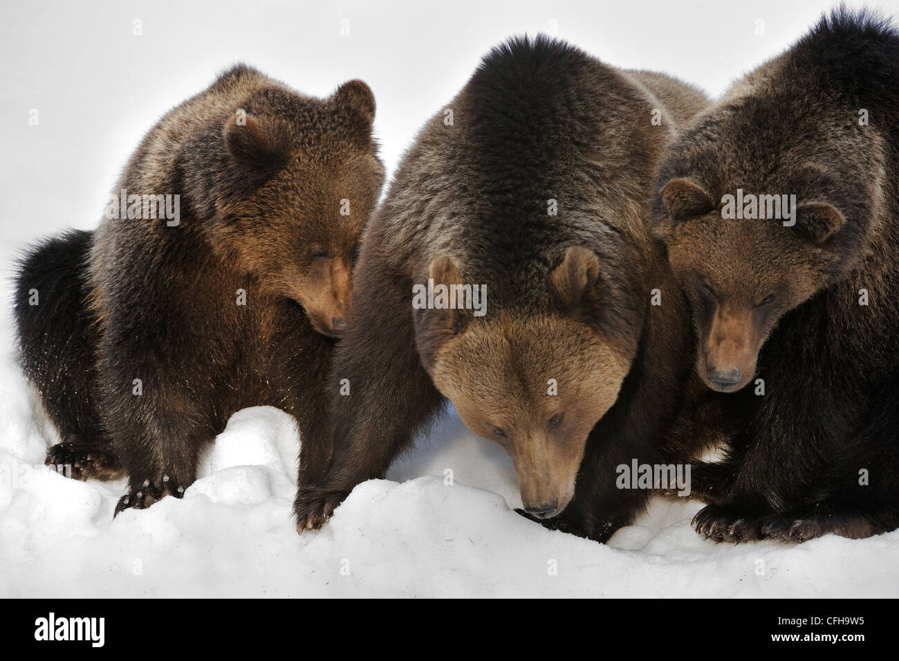 Eurasian brown bear (Ursus arctos arctos) female with two two-year-old cubs in the snow in spring, Europe Stock Photo