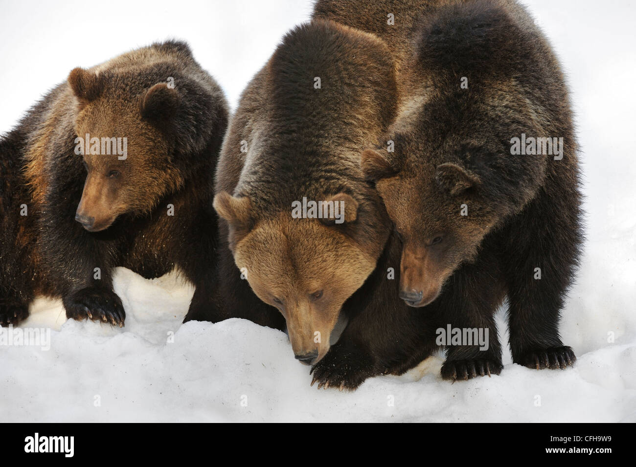 Eurasian brown bear (Ursus arctos arctos) female with two two-year-old cubs in the snow in spring, Europe Stock Photo