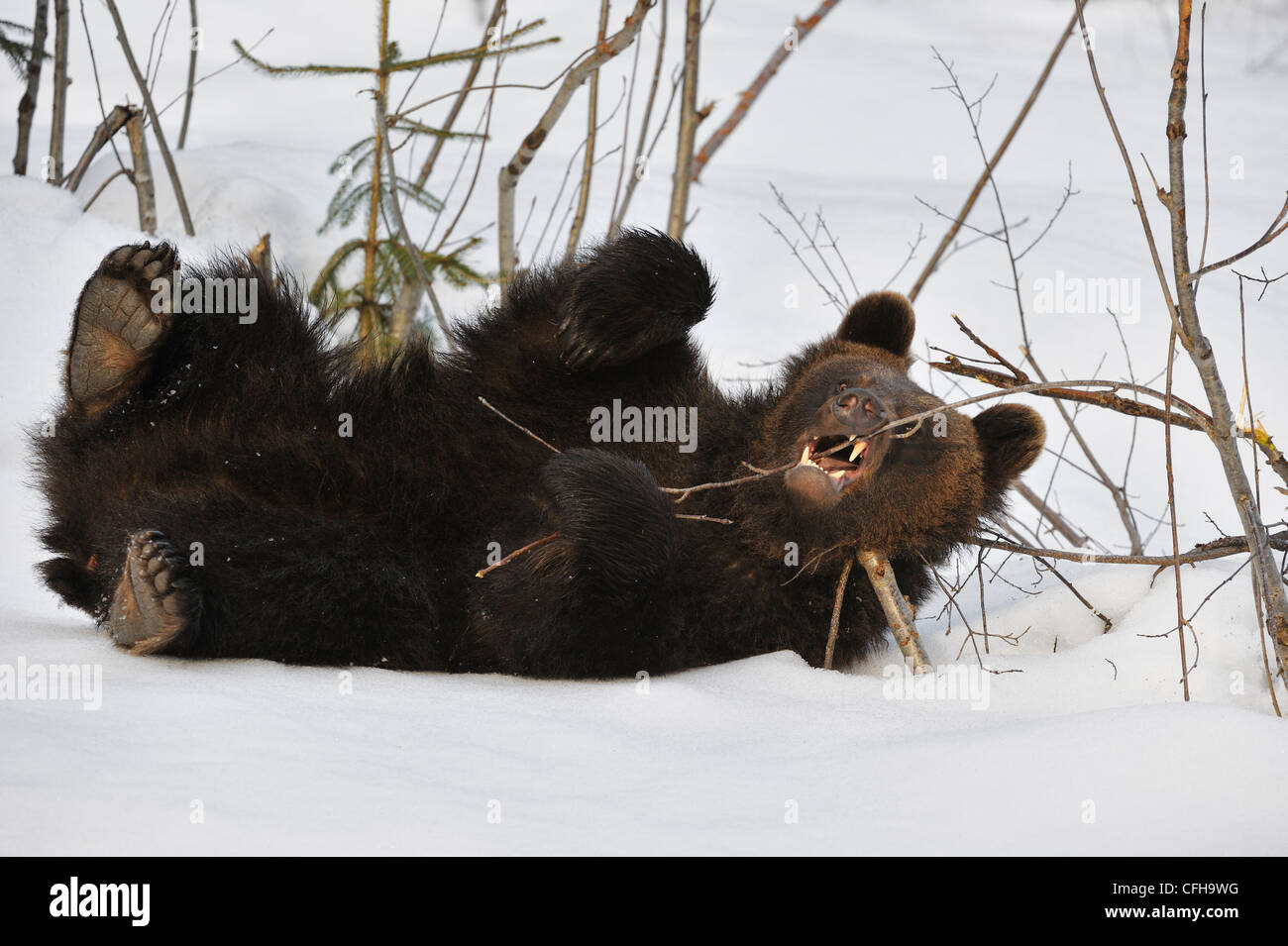 Two-year-old Eurasian brown bear (Ursus arctos arctos) cub playing with branch in the snow in spring, Europe Stock Photo