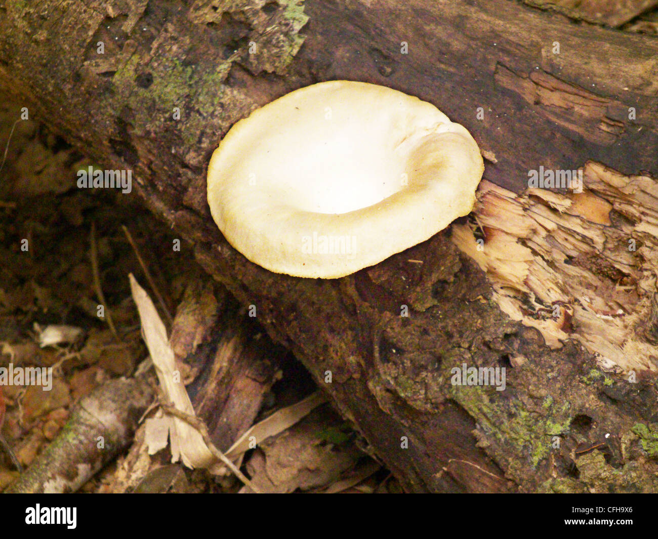 Khao Sok National Park. Surat Province, Thailand. Jungle trek through the rain forest. large mushroom/fungus on a tree branch. Stock Photo