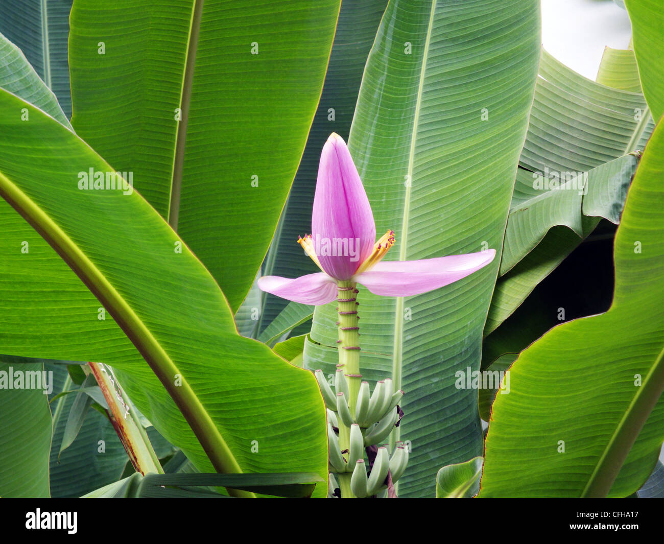 Banana plant or tree, showing the Inflorescence, which also know as the banana heart. Individual fruits known as the banana. Stock Photo