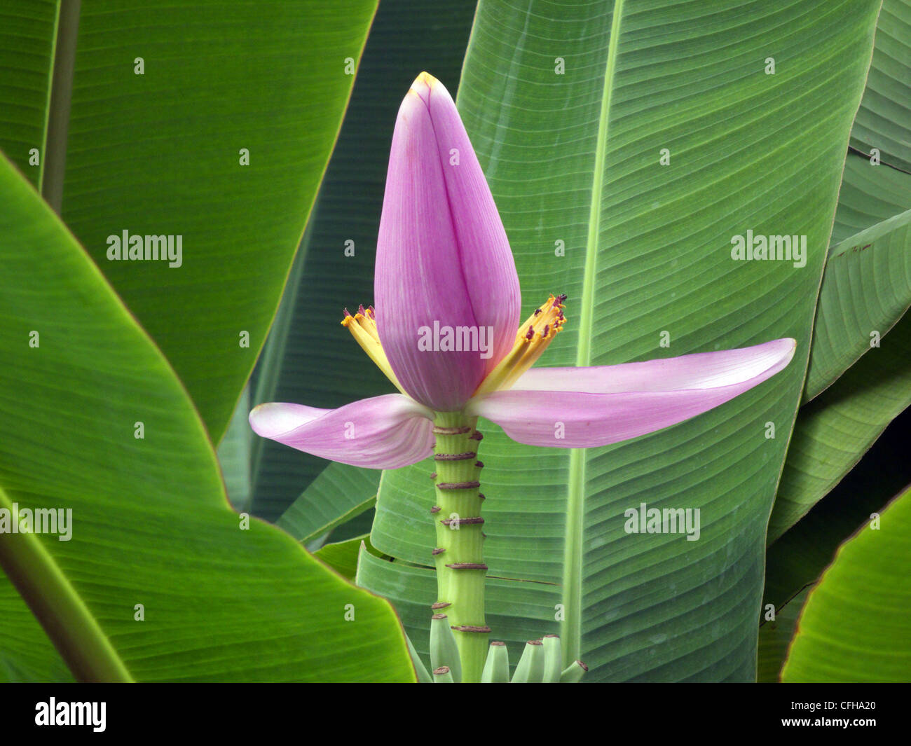 Banana plant or tree, showing the Inflorescence, which also know as the