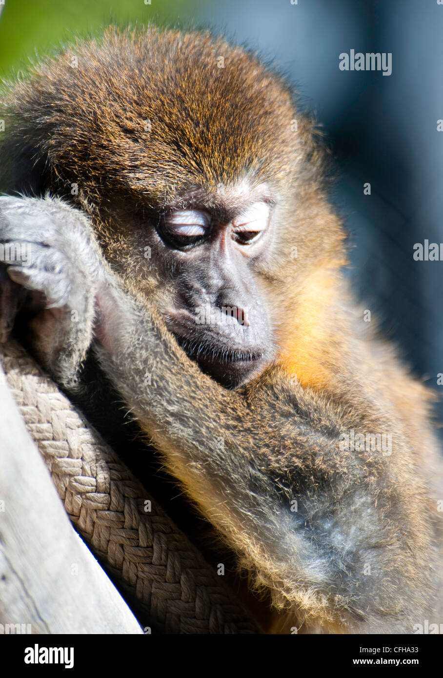 monkey in zoo Stock Photo