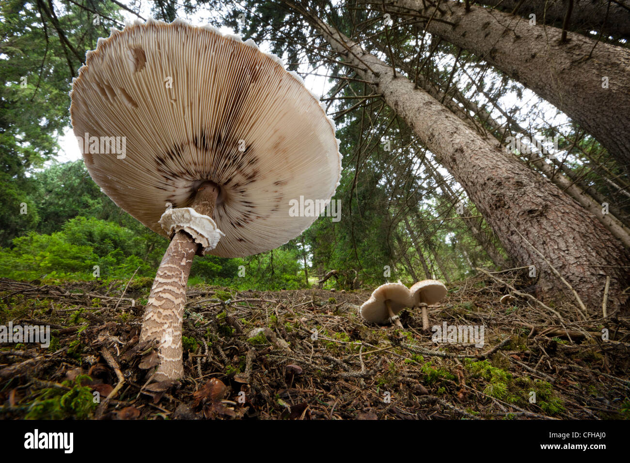 Parasol mushrooms in pine woods, Tirol, Austrian Alps. Stock Photo
