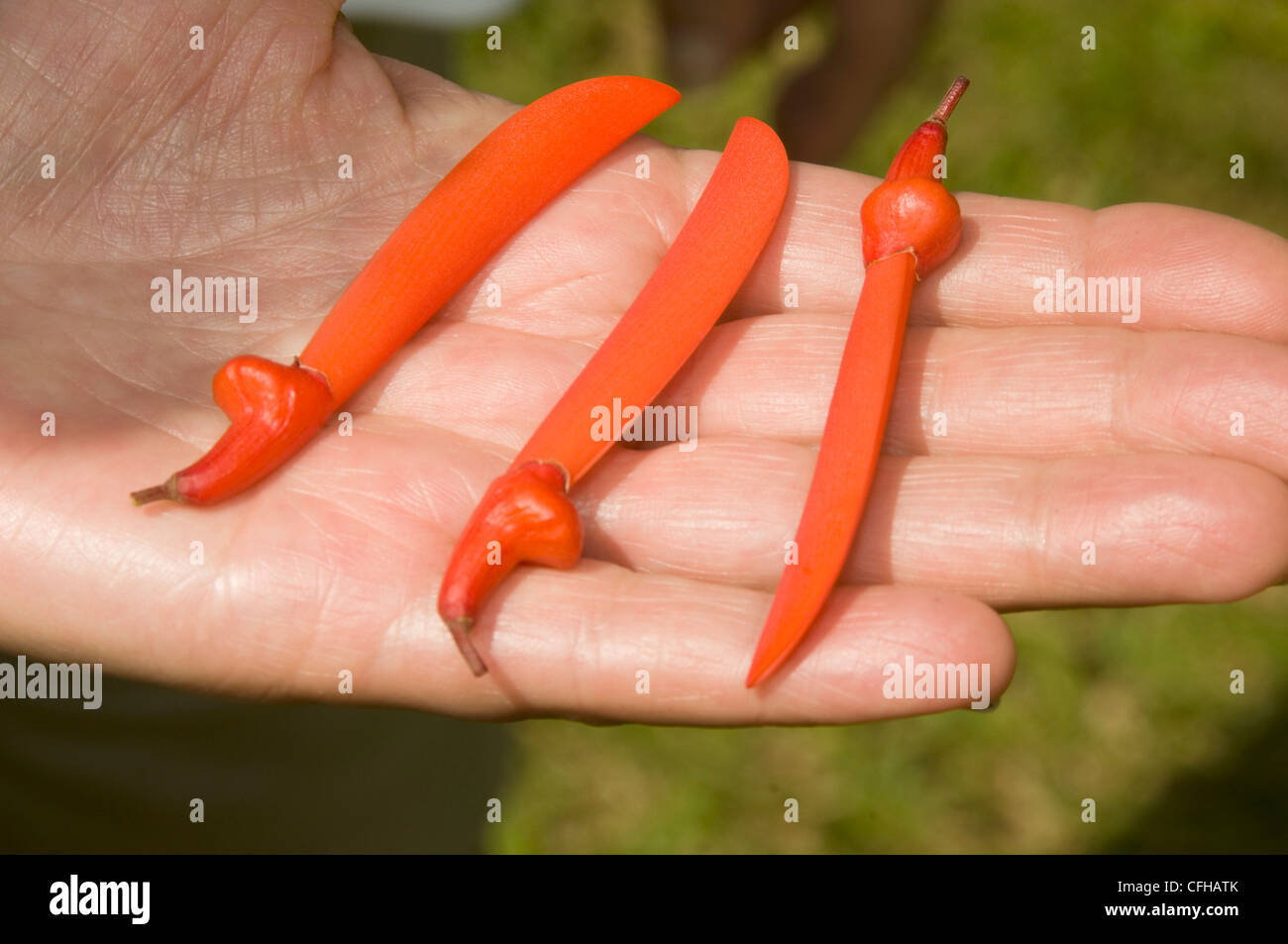 tropical flower plant seed pods machete shape photographed in Corn
