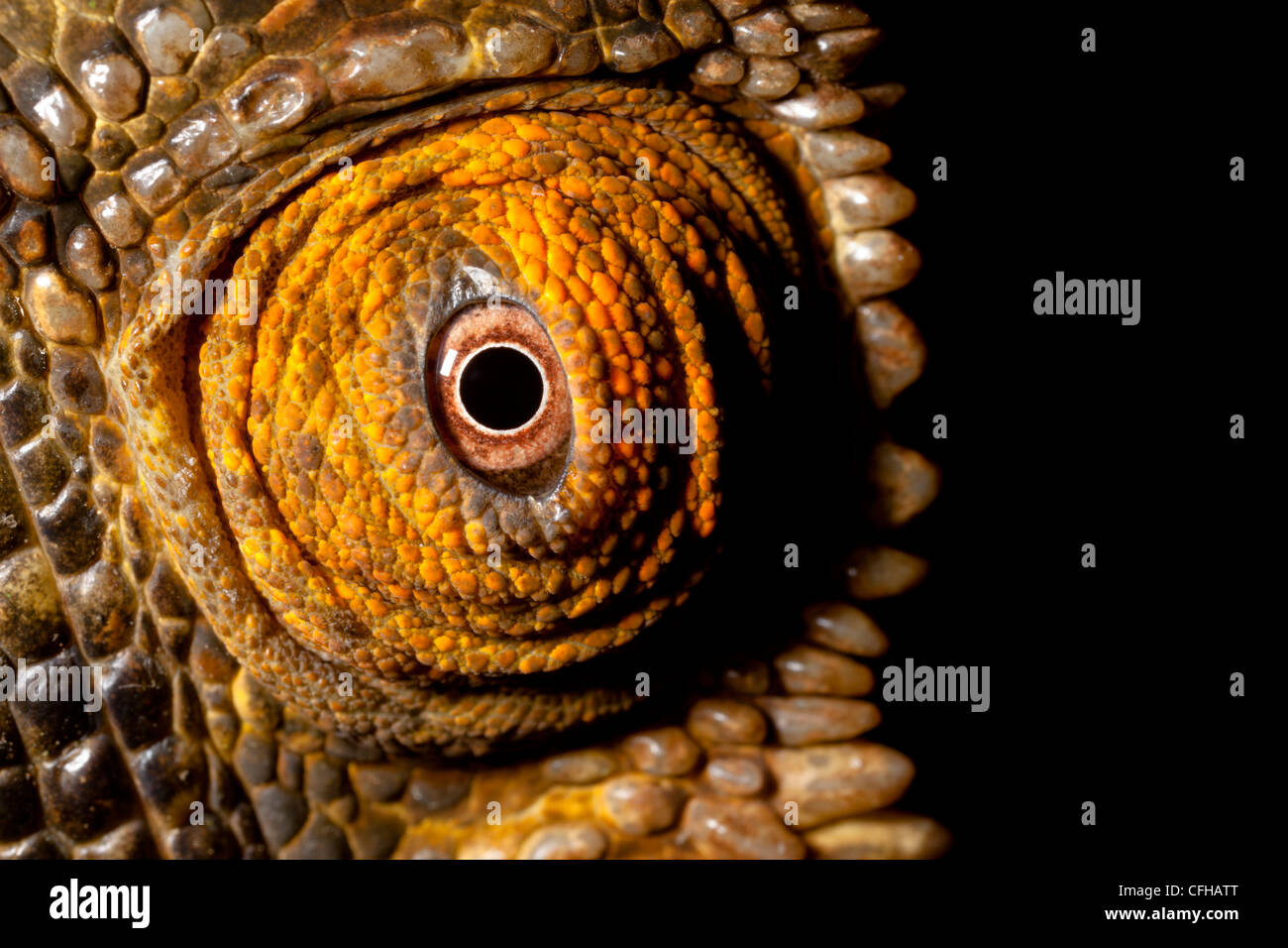 Eye of Parson's Chameleon, Madagascar Stock Photo