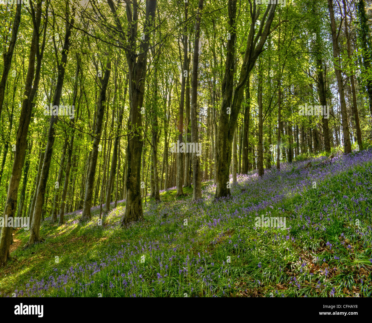 Langdon woods hires stock photography and images Alamy