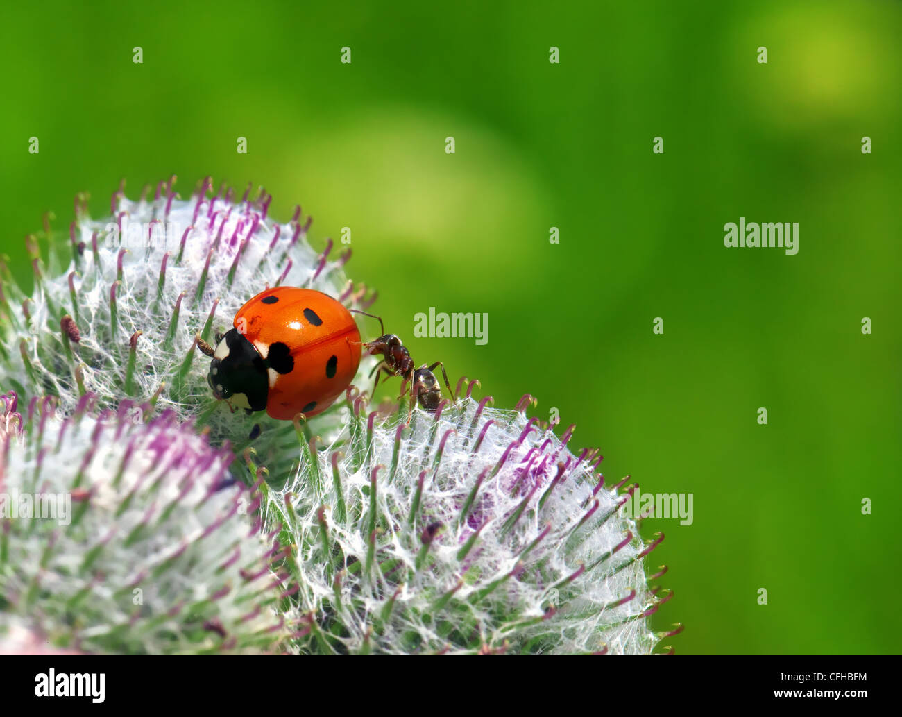 ladybug and ant Stock Photo Alamy