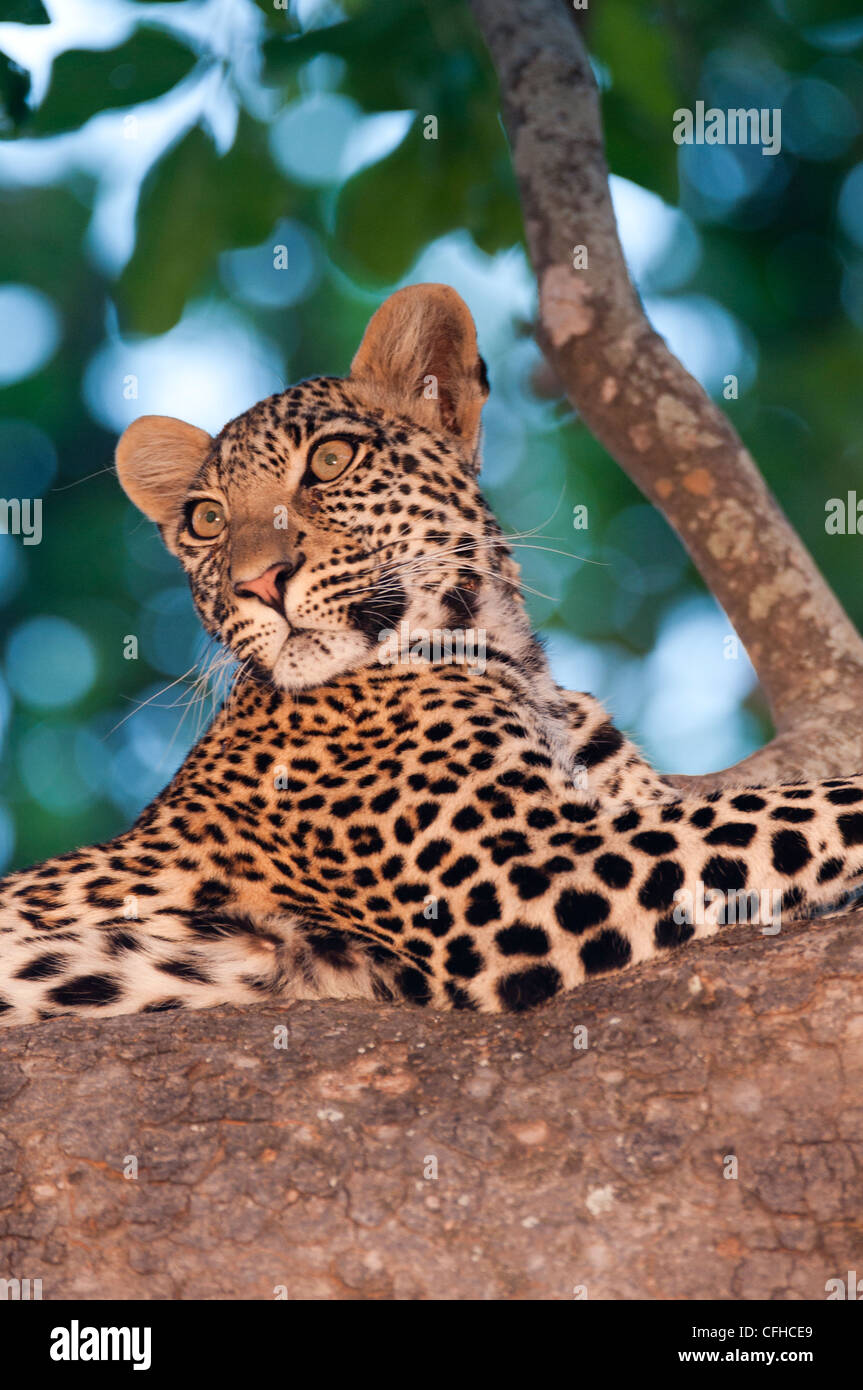 Leopard scanning after sunset Stock Photo - Alamy