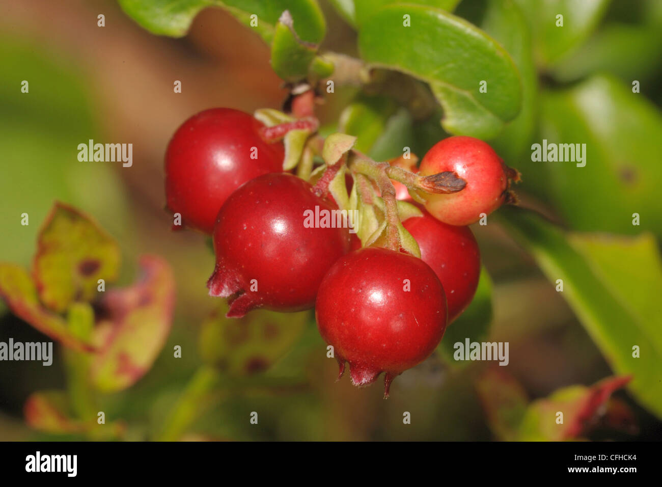 Cowberries growing in European forest, early September Stock Photo