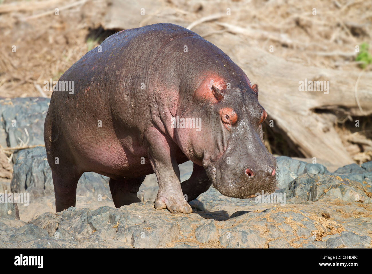 Hippo walking on river bank Stock Photo