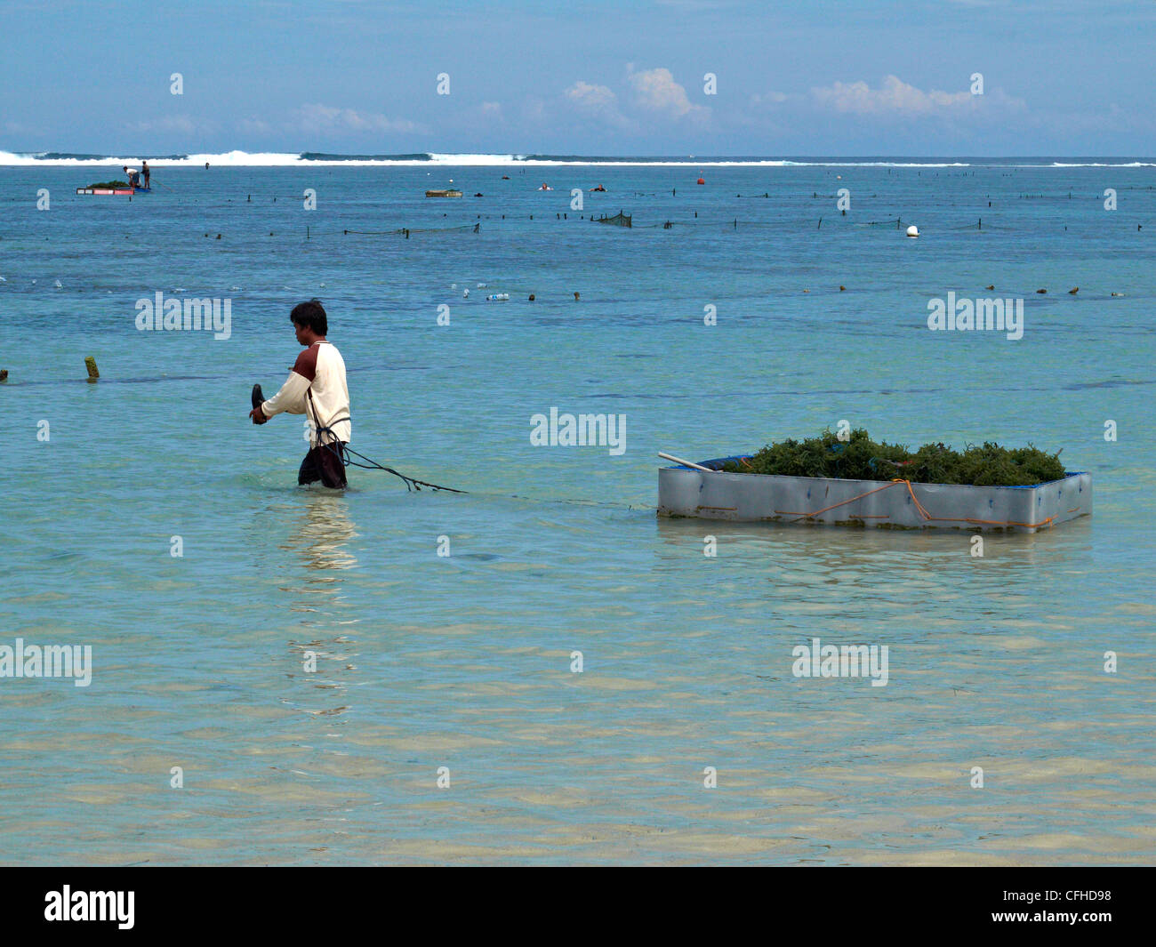 fisherman collecting seaweed to be used to make gelatin for ice cream