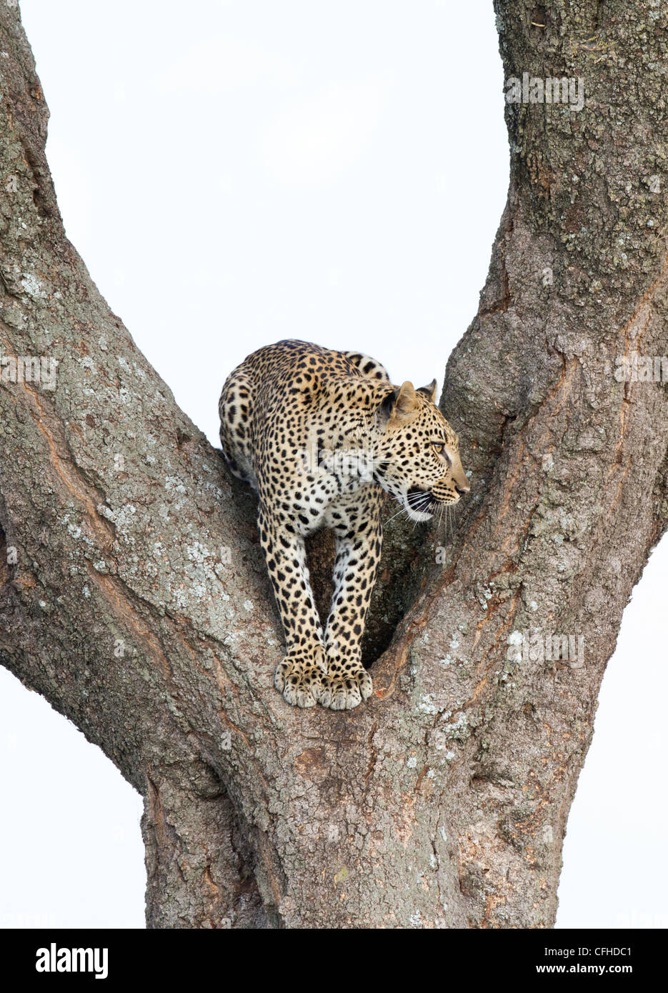 Crook of tree hi-res stock photography and images - Alamy