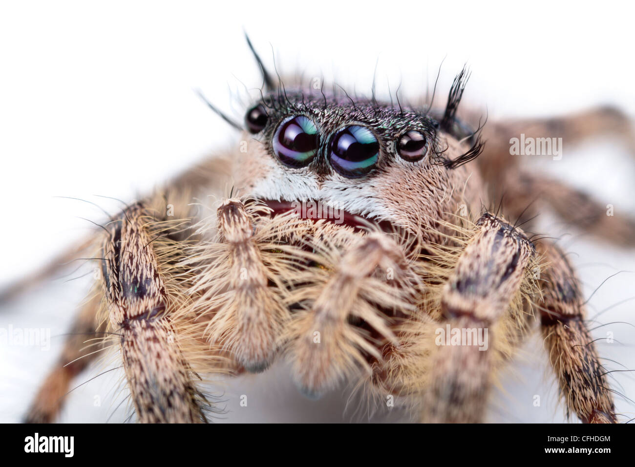 Canopy Jumping Spider female captive, orginating from North America. Size < 1cm Stock Photo