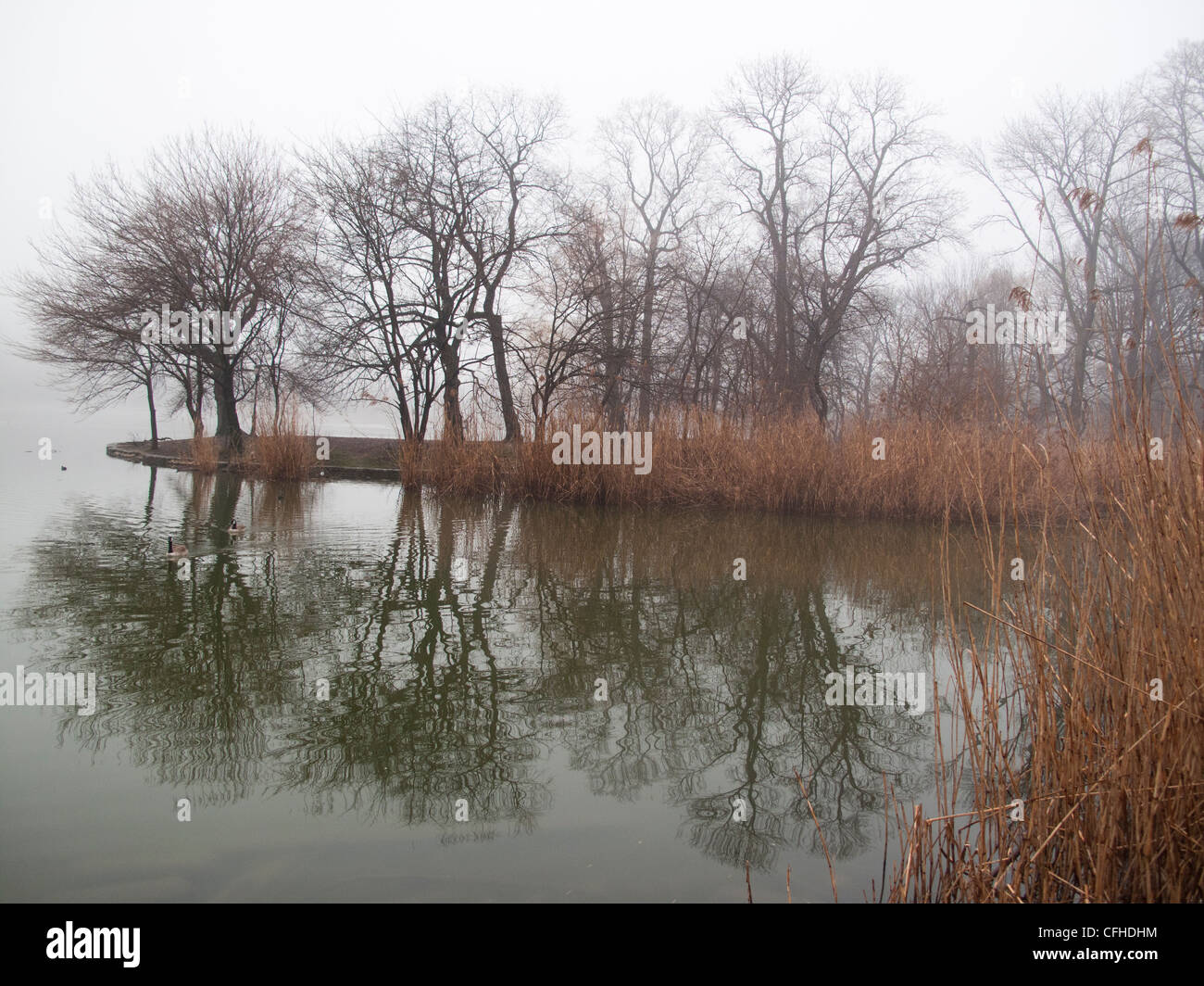 Foggy morning along the lake during winter in Prospect Park, Brooklyn, New York. Stock Photo