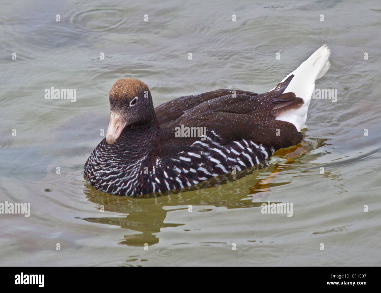 Kelp Goose (chloephaga hybrida), West Point Island, Falklands Stock Photo
