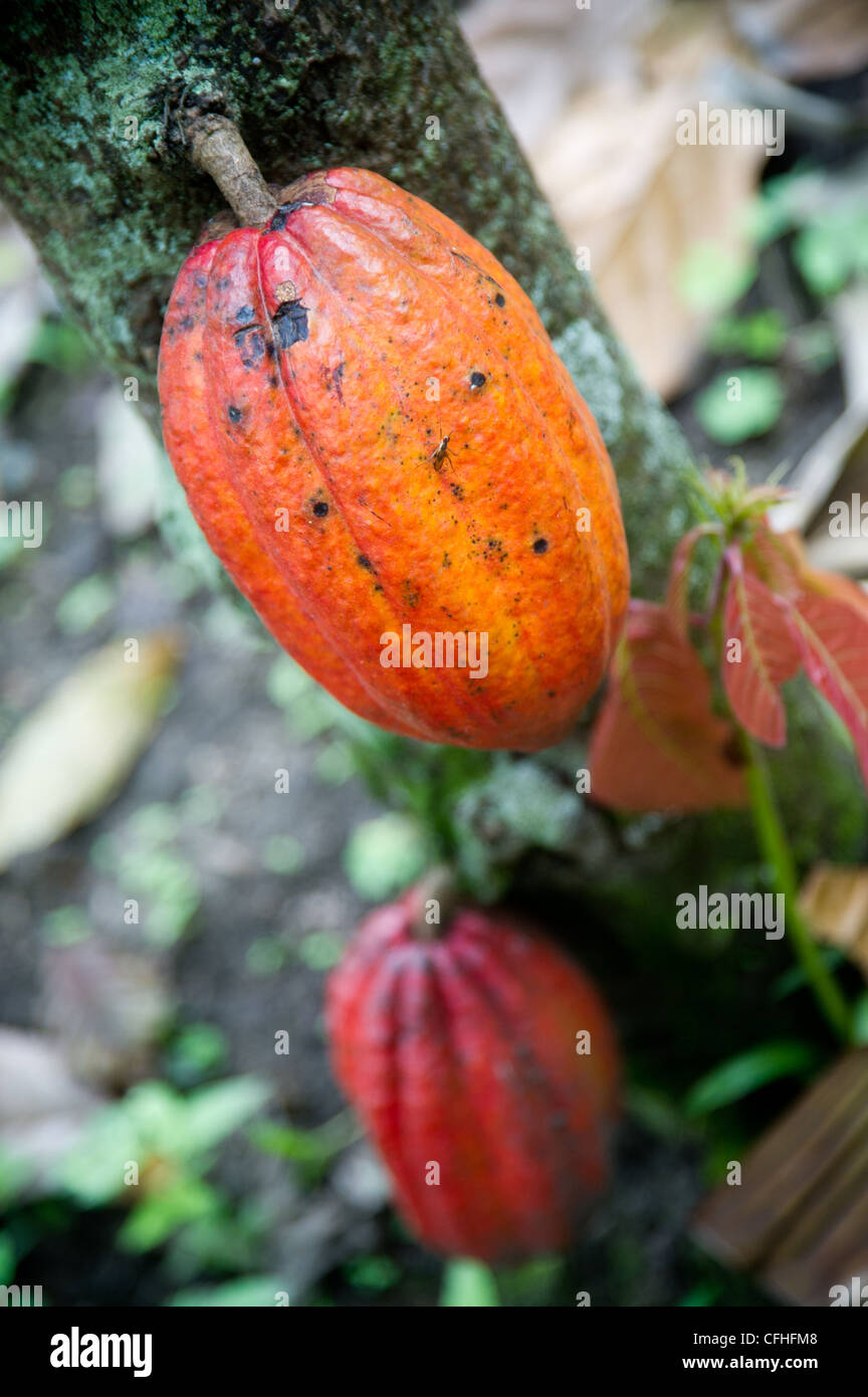 Cocoa farm hires stock photography and images Alamy