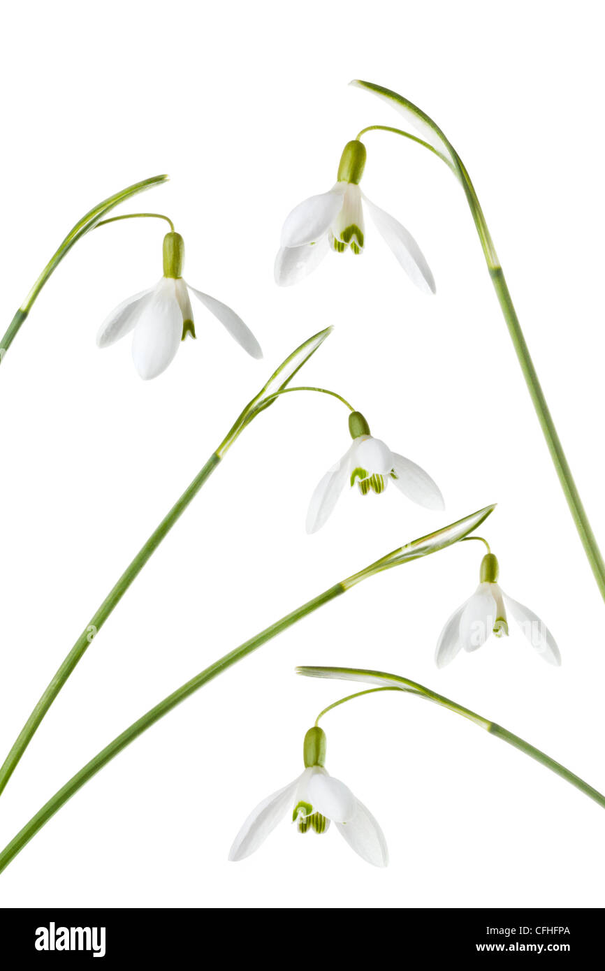 Snowdrops photographed on a white background, digital composite. Derbyshire, UK. Stock Photo