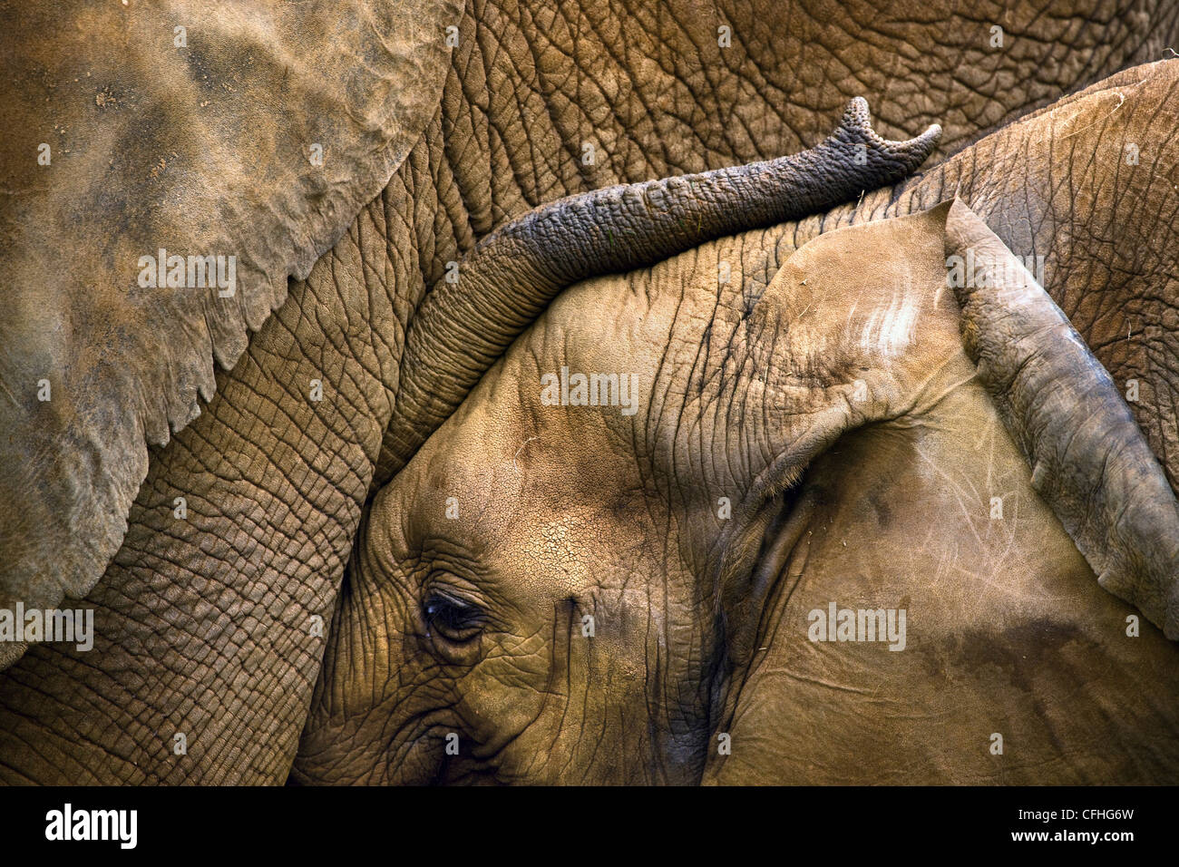 Young African elephant with mother, Cabarceno, Spain Stock Photo