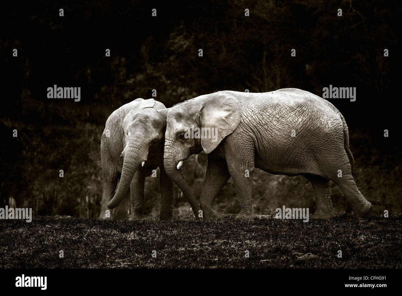 Two young African elephants, Cabarceno, Spain Stock Photo