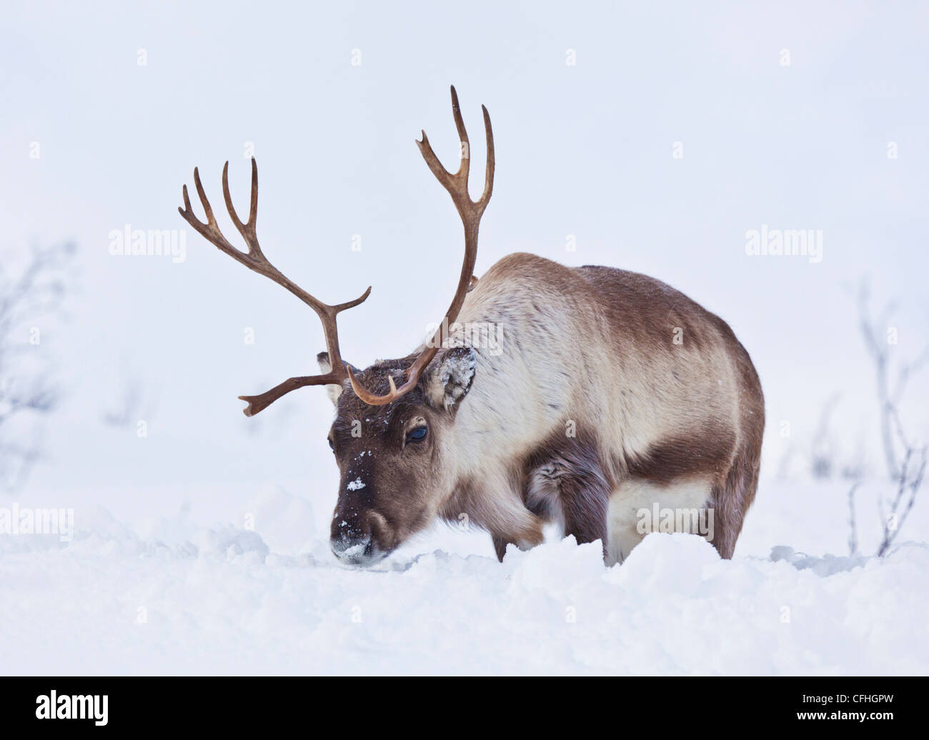 Reindeer, Rangifer tarandus, foraging and grazing on Kvaloya Island, Troms, North Norway, Scandinavia Europe Stock Photo