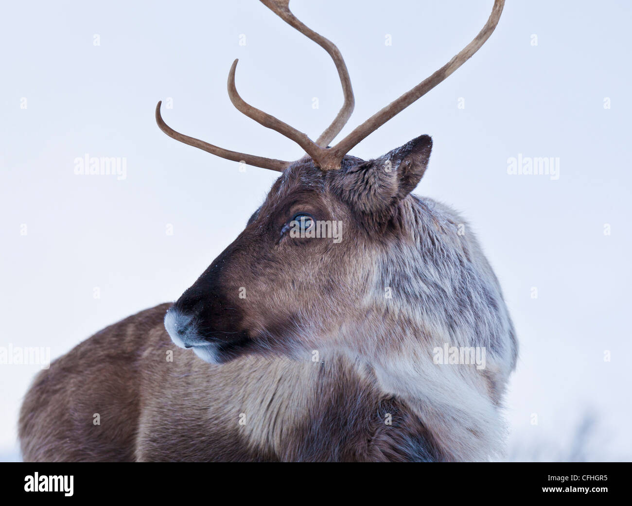 Young Reindeer, Rangifer tarandus, grazing Kvaloya Island, Troms, North Norway, Scandinavia Europe Stock Photo