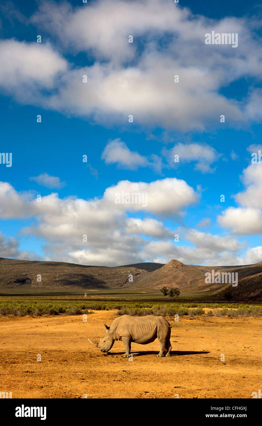 White Rhinoceros in landscape, South Africa Stock Photo