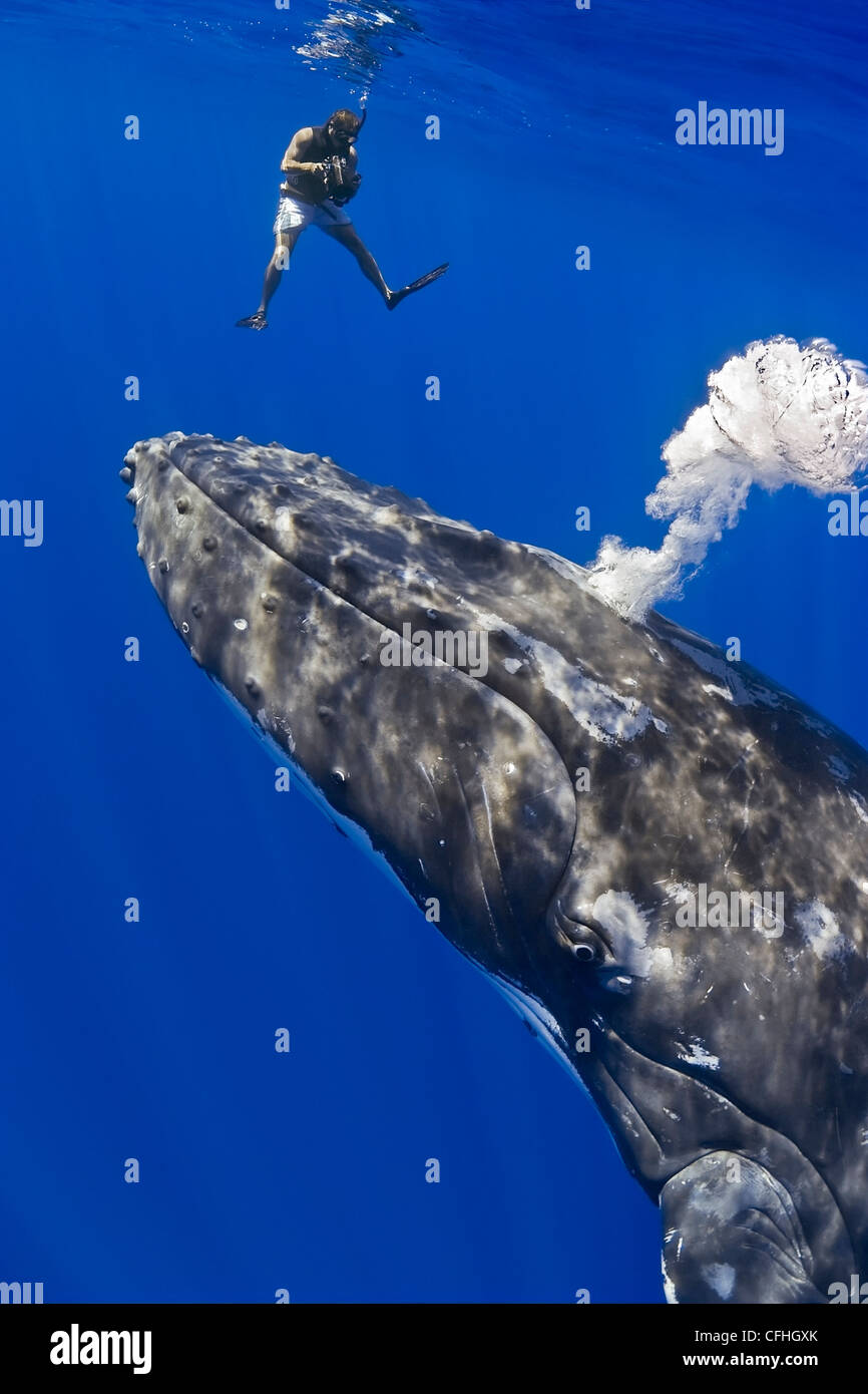 underwater videographer and humpback whale, Megaptera novaeangliae, blowing bubbles, Pacific Ocean Stock Photo