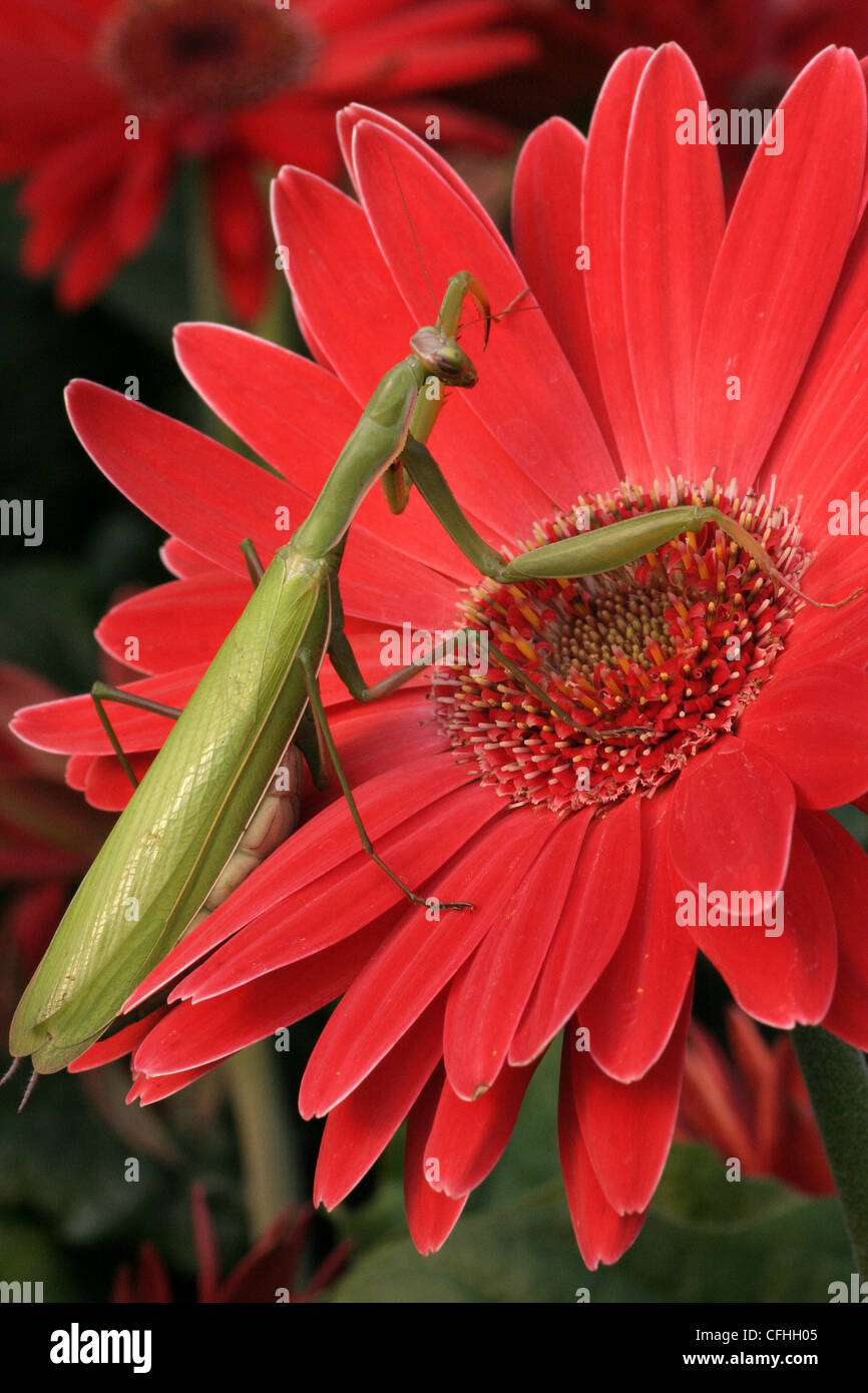 Praying Mantis (Mantis religiosa) on a gerbera daisy Stock Photo