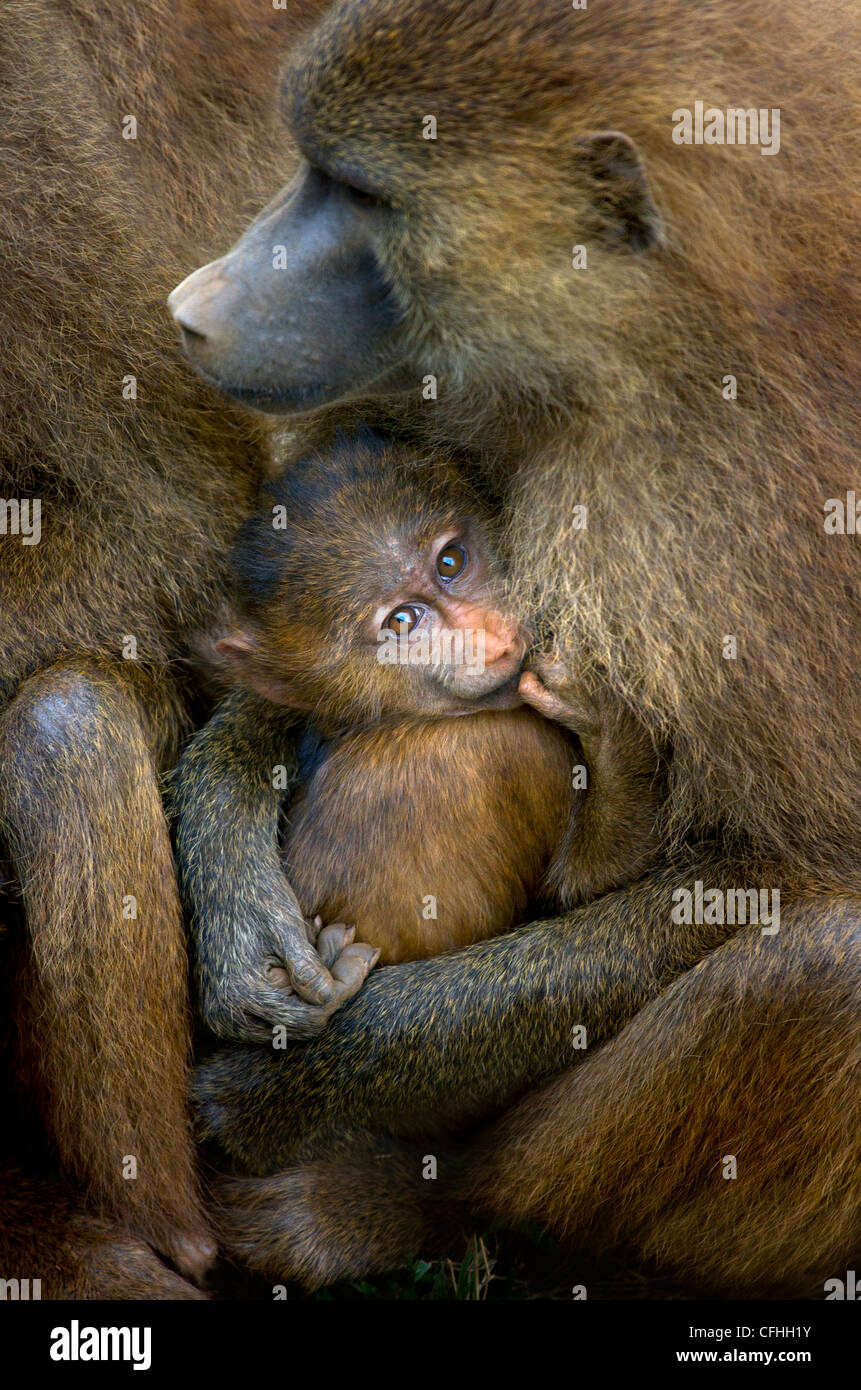 Guinea Baboon with infant, Cabraceno, Spain Stock Photo