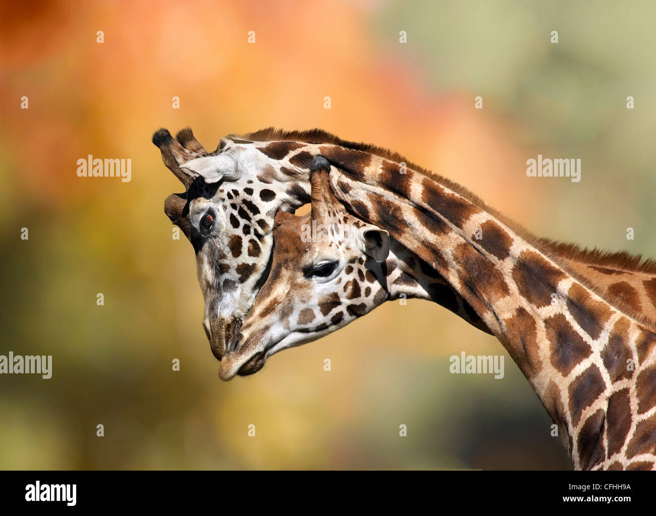 Two giraffes necking, Cabarceno, Spain Stock Photo