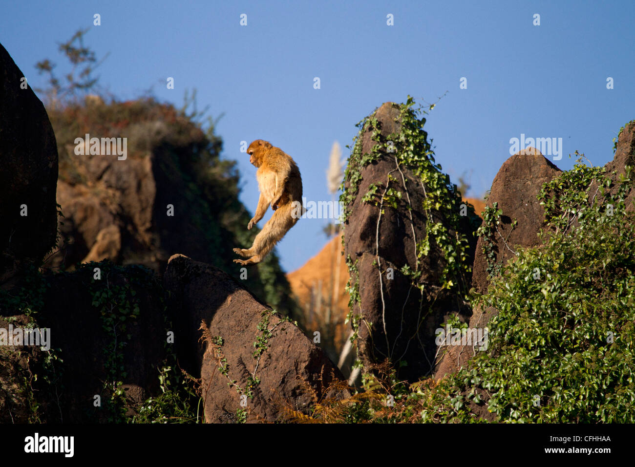 Barbary macaque jumping, Cabarceno, Spain Stock Photo