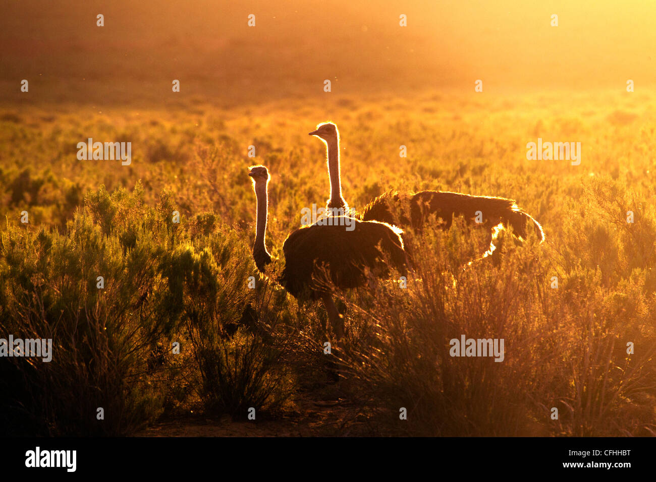 Two ostriches at sunset, South Africa Stock Photo
