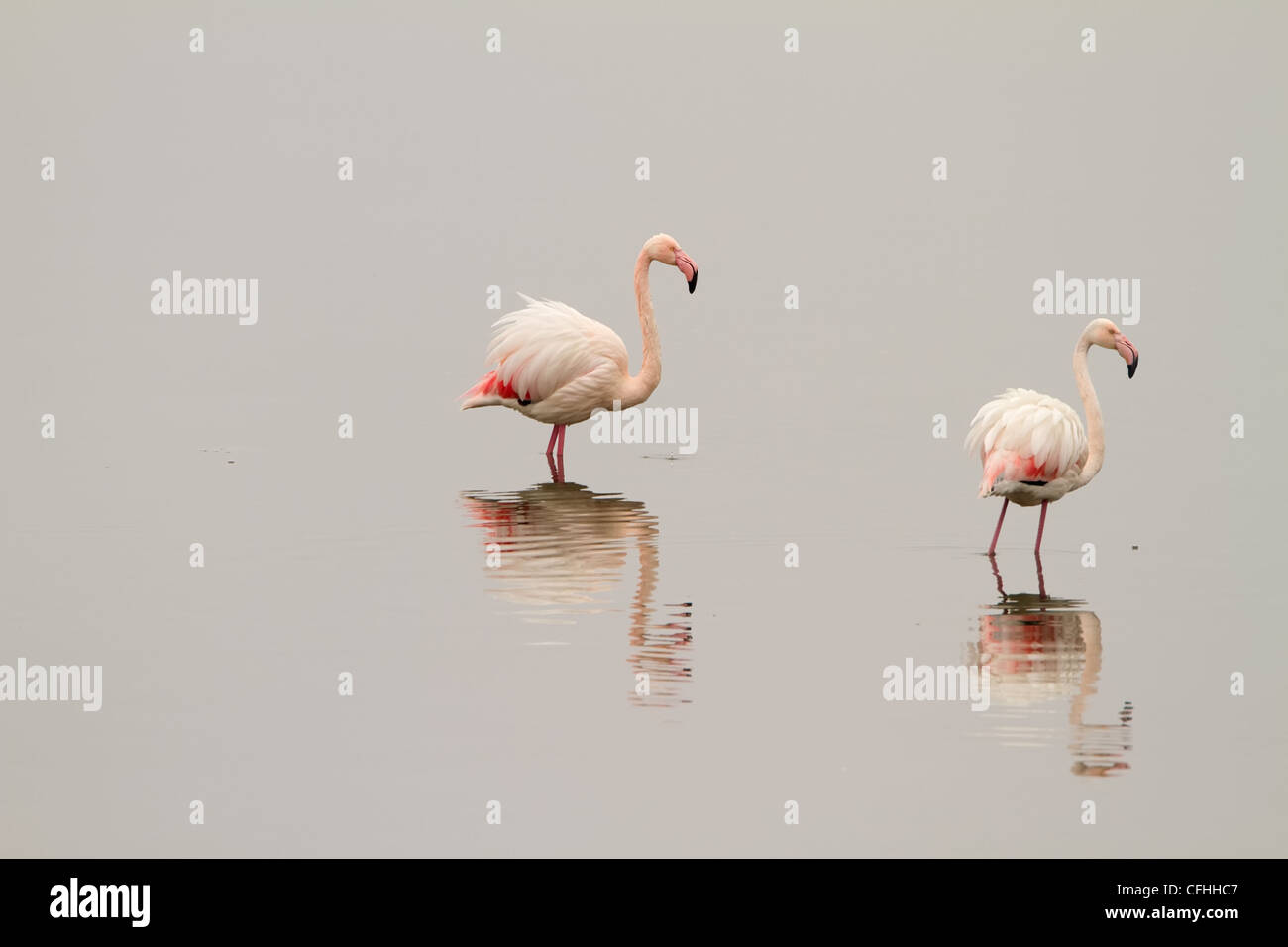 Two flamingos on the mirror-like waters of lake Kerkini, Greece Stock Photo